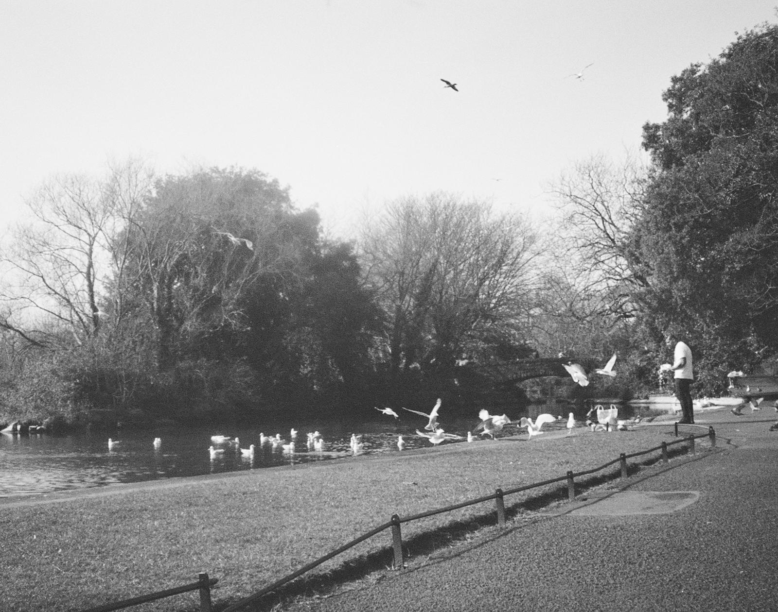 Friendship in Flight